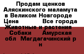 Продам щенков Аляскинского маламута в Великом Новгороде › Цена ­ 5 000 - Все города Животные и растения » Собаки   . Амурская обл.,Магдагачинский р-н